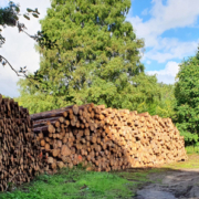 Holzstapel im Wald